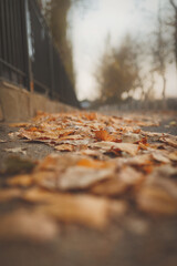 Obraz premium autumn leaves on the roof