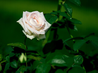 秋晴れの日の薔薇