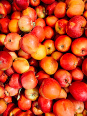Fototapeta na wymiar lots of ripe sweet apples to eat as a background