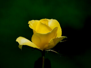 秋晴れの日の薔薇