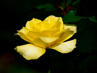 秋晴れの日の薔薇