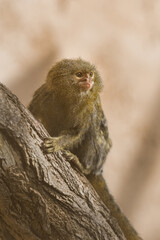 Ouistiti Pygm&eacute;e - Cebuella pygmaea