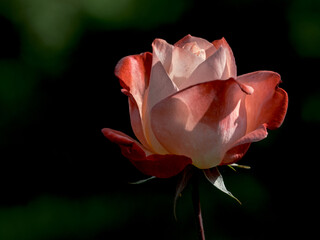 秋晴れの日の薔薇