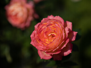 秋晴れの日の薔薇