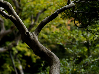 光があたり印象的な秋の日の木の幹