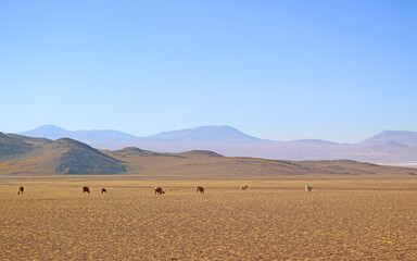 Group of Llama Grazing in the Meadow at Andes Foothills, the Bolivian Altiplano, Bolivia, South America