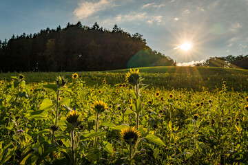 Sunflower field at sunset in autumn near Upper Swabia Germany