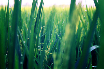 close up morning dew on rice leaves