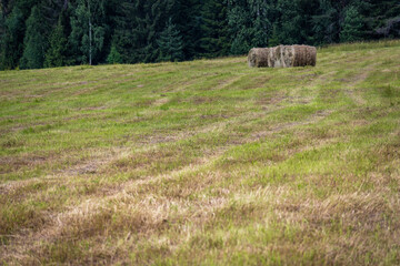 harvest of dried grass, hay,haystacks, pet food in the field,meadow in the forest