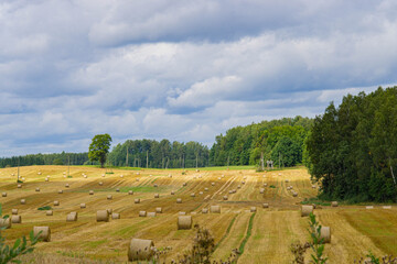 Stacks of hay on the field in autumn