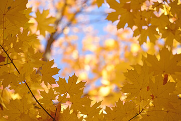 
Autumn yellow maple leaves on a blurred forest background, very shallow focus. Colorful foliage in the autumn park. Excellent background on the theme of autumn. 