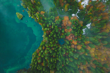 top down view forest in October, autumn in Italy, forest pines 