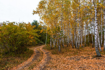 Road in the autumn birch forest. Colorful natural yellow background. Slender white trunks on the edge of a mixed forest. The concept of Golden autumn. Relaxation and privacy. Cloudy autumn day.