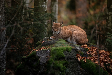 Lynx on the rock in Bayerischer Wald National Park, Germany
