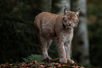 Lynx on the rock in Bayerischer Wald National Park, Germany

