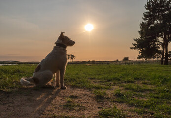 The dog sits on the shore of the bay and looks towards the pine forest