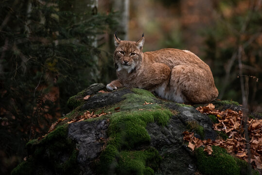 Lynx on the rock in Bayerischer Wald National Park, Germany
