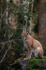 Naklejka na ściany i meble Lynx on the rock in Bayerischer Wald National Park, Germany 