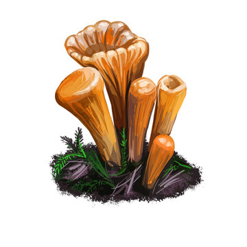 Clavariadelphus truncatus species of mushroom, club coral, Gomphaceae family of Basidiomycete fungi. Digital art illustration, natural food, package label. Autumn harvest fungi on grass, closeup.