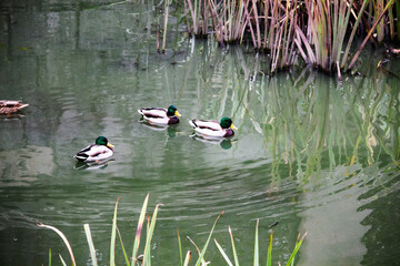 The ducks is floating in the river and look for food. The Mallard ducks or Anas platyrhynchos swim at the pond.
