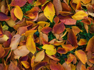 Colorful and bright background made of fallen autumn leaves