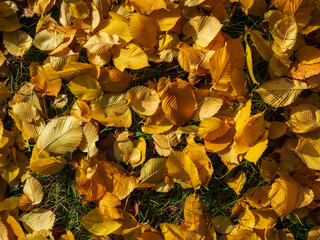 Colorful and bright background made of fallen autumn leaves