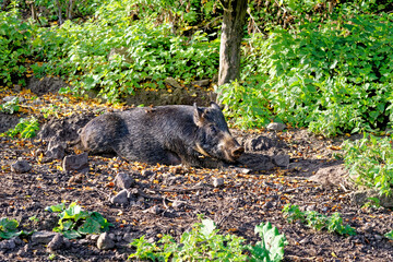 Wild hogs in the forest