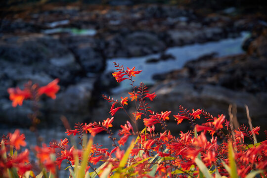 rote Bl&uuml;ten