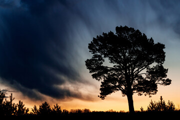 Fototapeta na wymiar silhouette of a lonely pine tree on the background of a tragic sunset