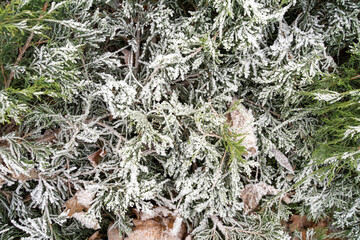 snow-covered branches of a coniferous tree. christmas background