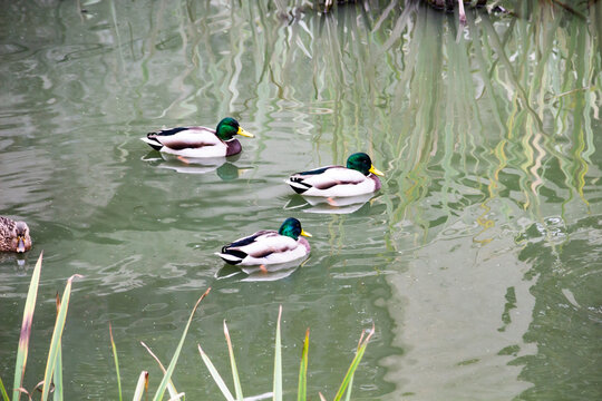 The ducks is floating in the river and look for food. The Mallard ducks or Anas platyrhynchos swim at the pond.