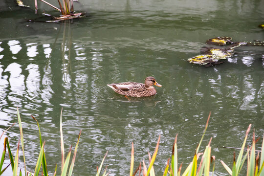 The Mallard duck or Anas  platyrhynchos swim at the pond.  Beautiful female duck in the water