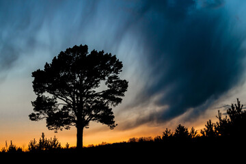 Fototapeta na wymiar silhouette of a pine tree on the rise, photography from a low point