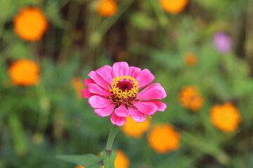 秋の花壇に咲くヒャクニチソウのピンクの花