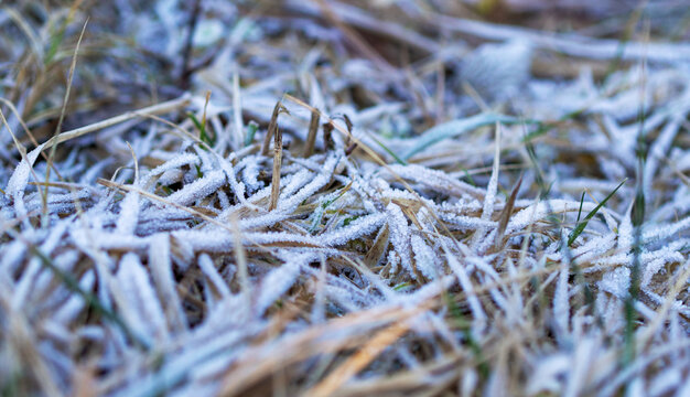 Macro green grass and leaves of plants from frost