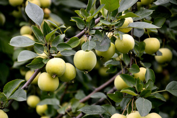 Branch with green not fully ripe apples, fresh apple background, growing apples close-up
