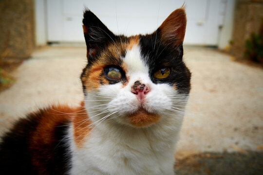 Blessierte Katze