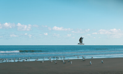 Fototapeta na wymiar Seagull flies over the sea