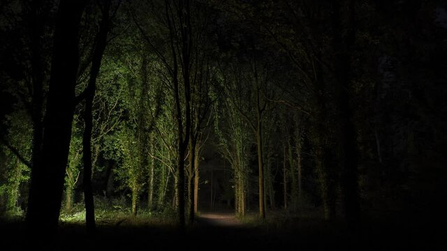 Eerie forest illuminated with light painting at night
