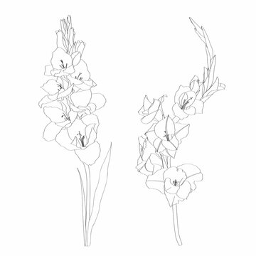 Black and white line-art image of a flower gladiolus. Floral blooming gladiolus hand drawn  illustration sketch.