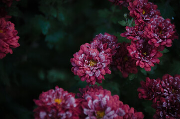 White hoarfrost on bright pink chrysanthemum flowers in autumn morning