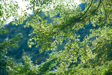 Maple leaves with blue sky and mountain behind in forest in Seto Inland Sea, Japan.