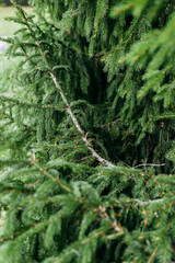 Obraz premium Christmas tree fir branches. Natural christmas tree in the forest.