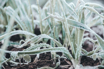White hoarfrost on green grass in autumn morning close up