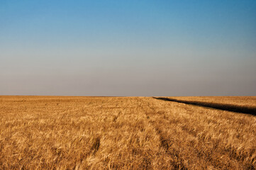field of wheat