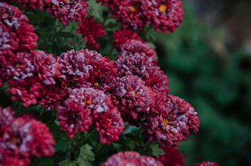 White hoarfrost on bright pink chrysanthemum flowers in autumn morning