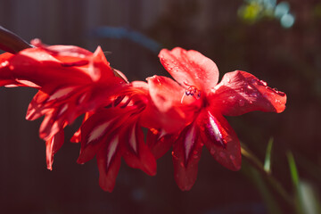close-up of red gladiolus plant outdoor in sunny backyard