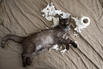 Funny kitten playing with the toilet paper on the blanket in the living room. Paper crumpled, torn.
