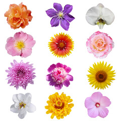 Macro photo of flowers set: rose, 
sunflower, orchid, peony, zinnia, cirsium, bristly rose, common mallow, grysanthemum  on a white isolated background