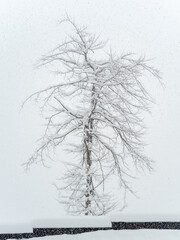 A tree covered with snow grows near the bardur on a cloudy day with heavy snowfall